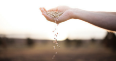 Wheat%20670x350