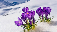 Flowers%20in%20snow