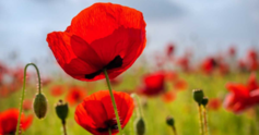 Poppy%20670x350